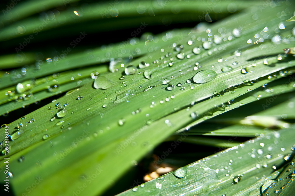 Drops of water on the grass, Drops of water on the grass,