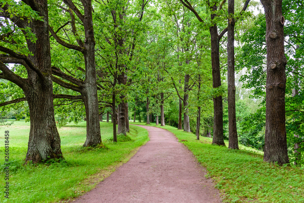 Beautiful green alley in the Park. Park in Oranienbaum town, Suburb of St. Petersburg, Russia Beautiful green alley in the Park. Park in Oranienbaum town, Suburb of St. Petersburg, Russia