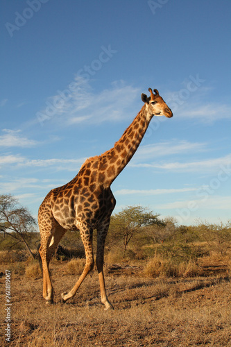 Giraffe   Giraffe   Giraffa Camelopardalis