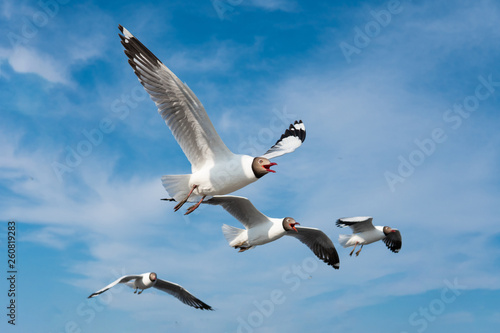 Flying Seagull isolated on the blue sky background
