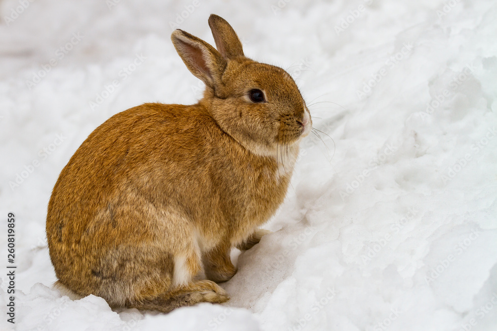 Naklejka premium rabbit in snow