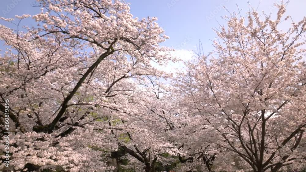 陽光と満開の桜並木 歩き撮り 陽光と満開の桜並木 歩き撮り
