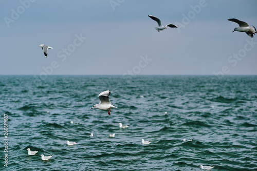 seagulls flying over sea