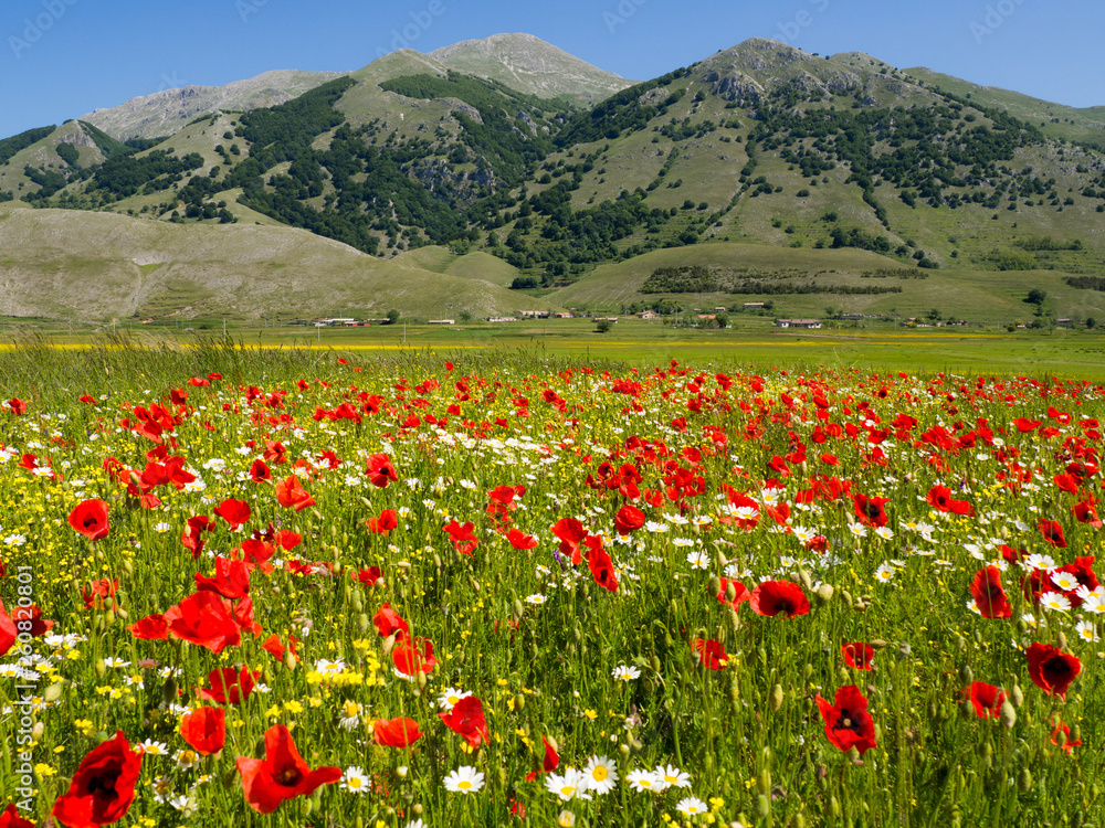 spring in the Matese mountains in Italy, field of poppies and daisies flowers, on the green meadow in the uncontaminated nature