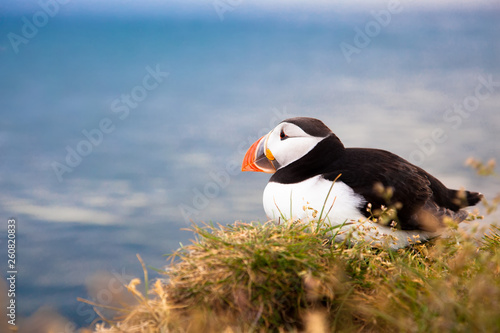 one bird puffin on the background of the sea on a cliff with daisies at sunset in Iceland. © ozerkina