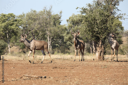 Gro  er Kudu   Greater Kudu   Tragelaphus strepsiceros.
