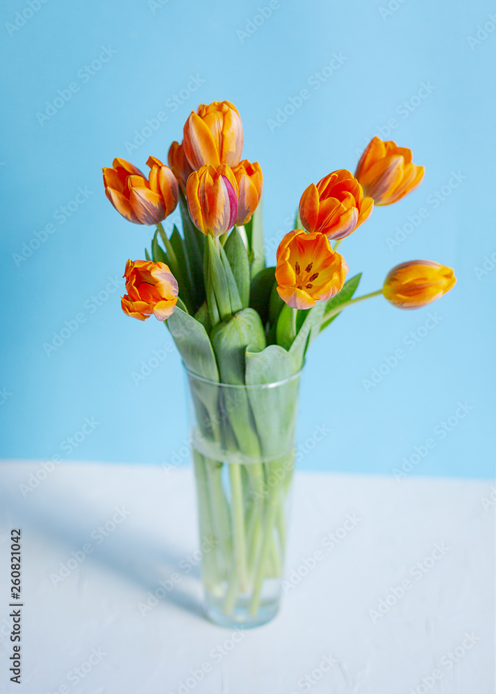 Spring orange tulips in a vase on blue background Spring orange tulips in a vase on blue background