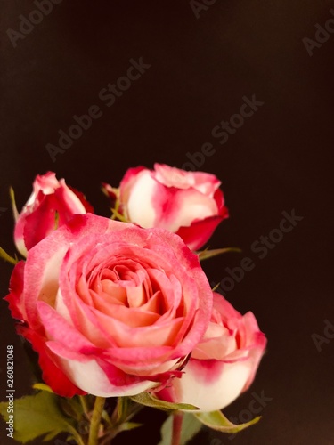Two Tone Rose close up card deign