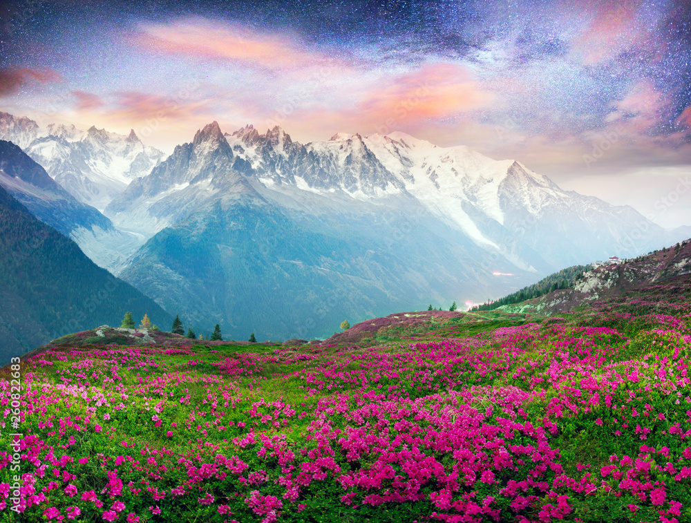 Fototapeta Różaneczniki alpejskie na górskich polach Chamonix