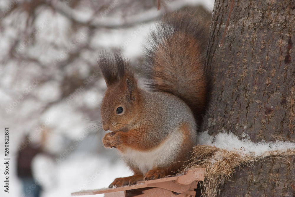 squirrel on a tree