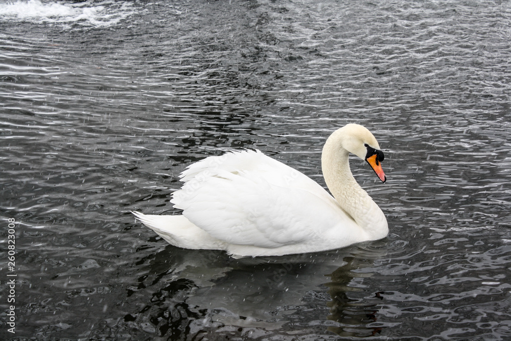 Fototapeta premium Swan