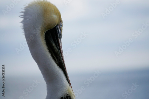 Pelican at Sea