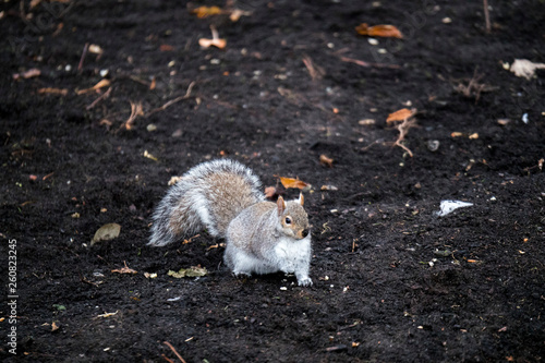 Squirrel in Garden