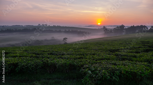 Sunrise over tea misty tea plantations  Uganda  Africa