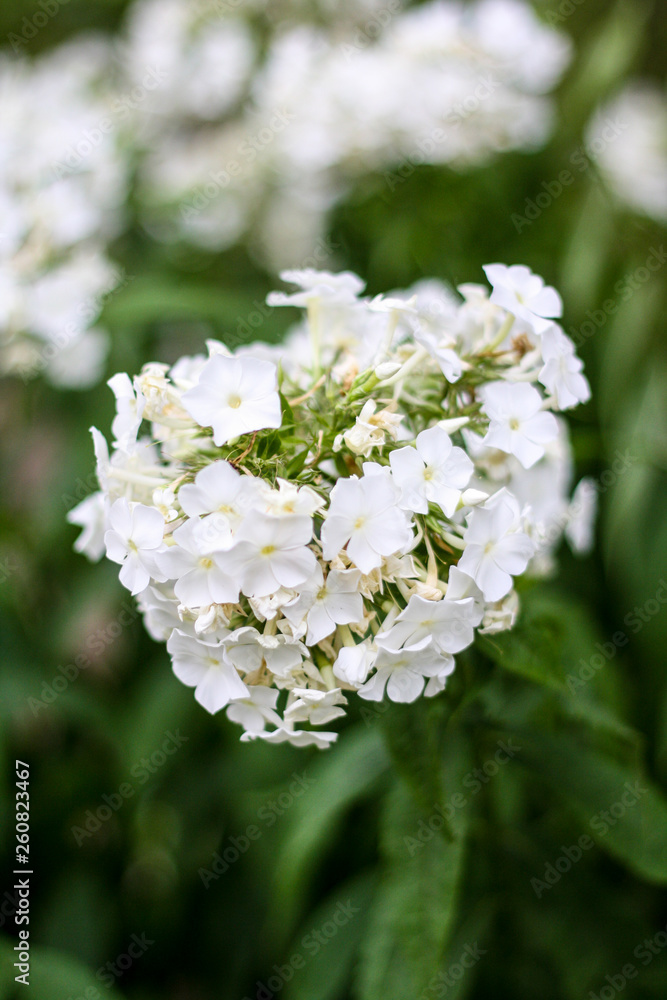 flower flower