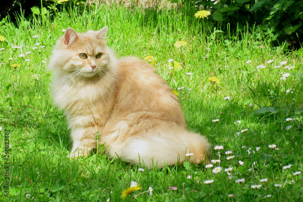 Hauskatze / Domestic Cat / Felis domestica.