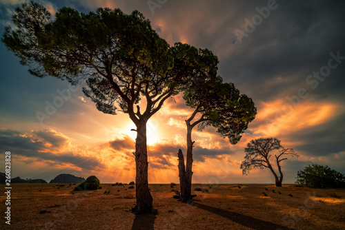 Trees at Chirali beach, Turkey. photo