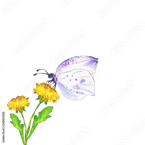 Violet butterfly and dandelion