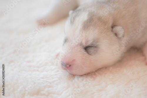 Cute sleeping puppy