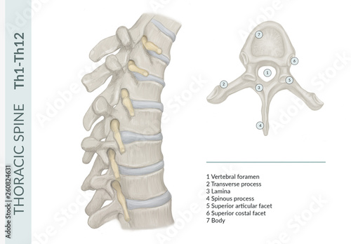 hand drawn medical illustration of the thoracic spine photo