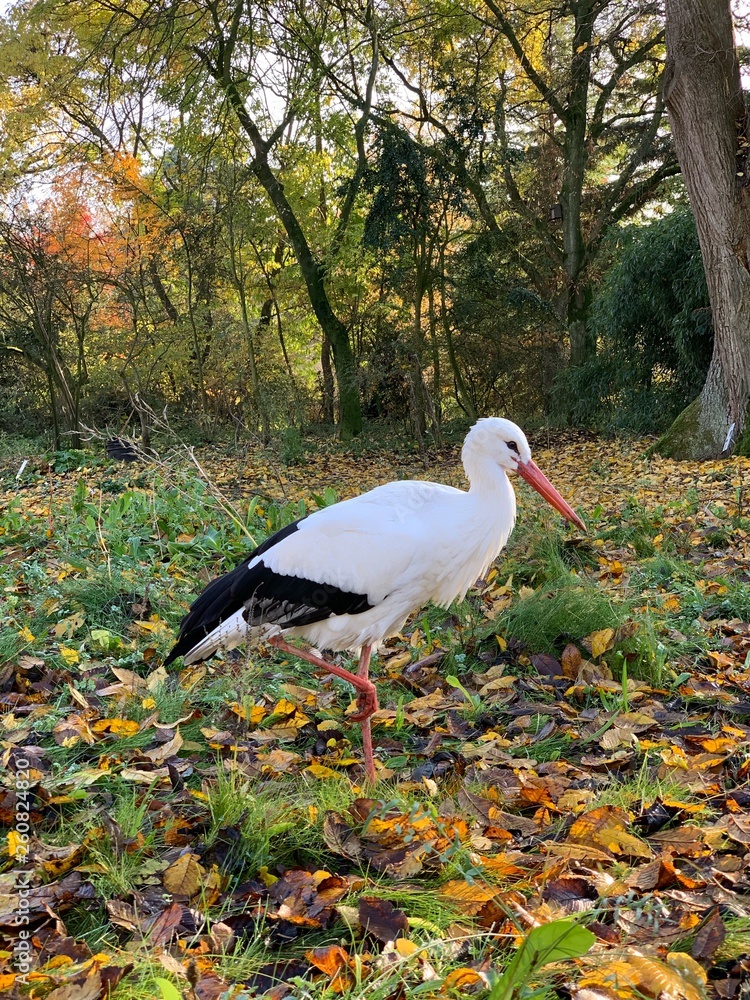 Obraz premium Storch im Wald