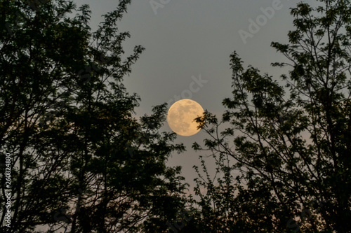 Moon in the trees