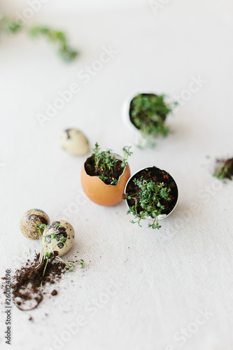 cress salad greens in egg shell