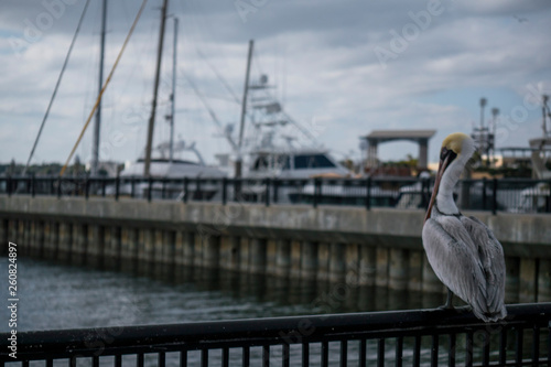 Pelican in harbor 