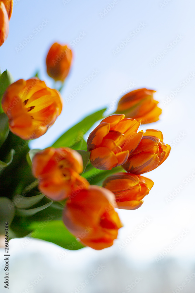 Spring orange tulips on blue sky background Spring orange tulips on blue sky background