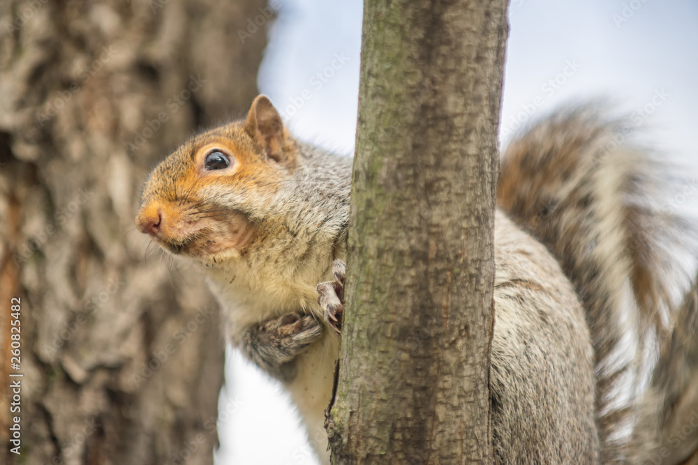 Fototapeta premium Gray squirrel on a branch in Boston Park
