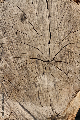 dry cut wood texture