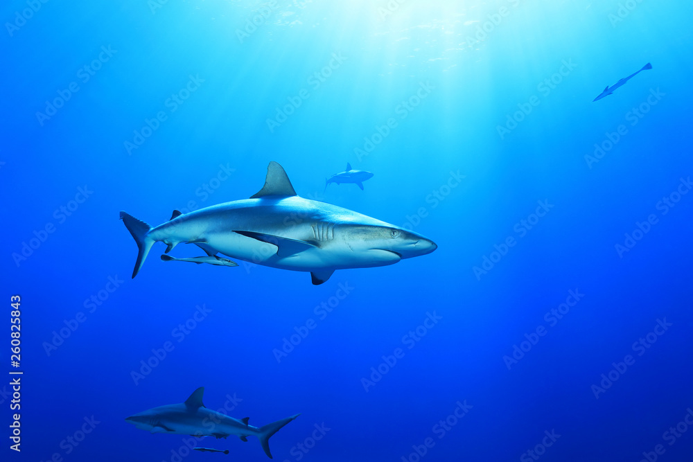 Naklejka premium Grey reef shark
