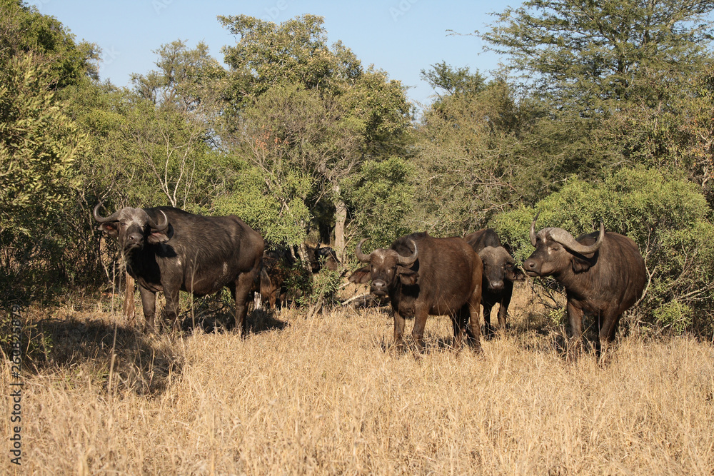 Kaffernbüffel / Buffalo / Syncerus caffer Kaffernbüffel / Buffalo / Syncerus caffer