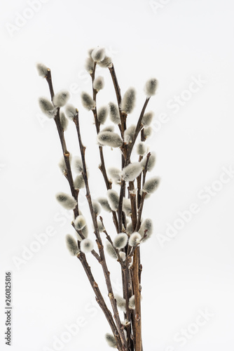 close up on willow branch on white