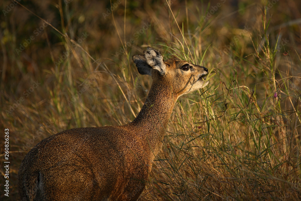 Obraz premium Klippspringer / Klipspringer / Oreotragus oreotragus