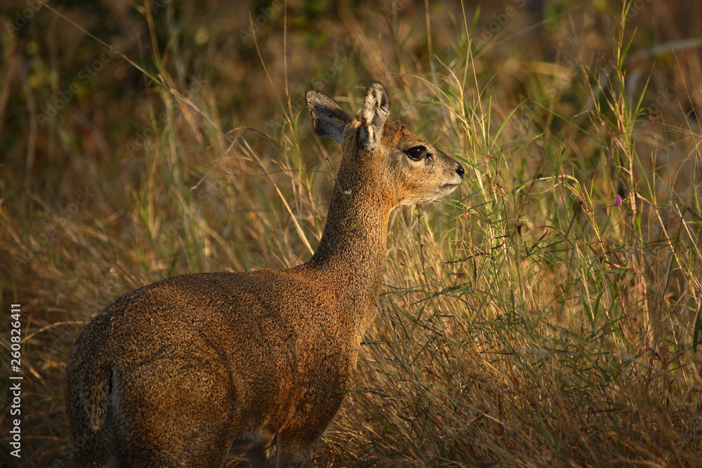 Klippspringer / Klipspringer / Oreotragus oreotragus Klippspringer / Klipspringer / Oreotragus oreotragus