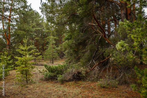 thick pine forest. Russian landscape