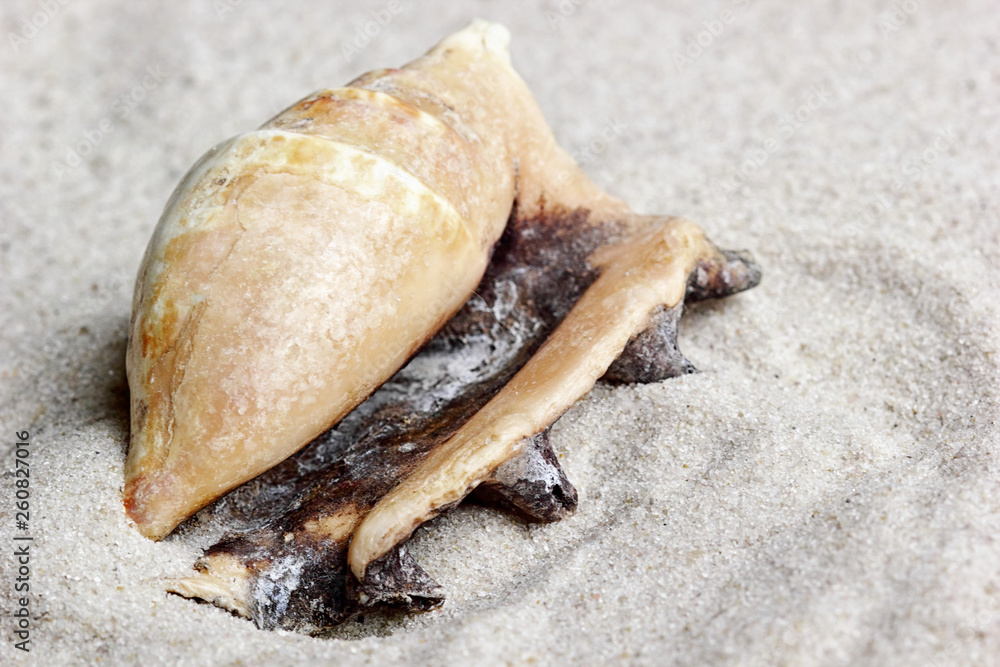 Close up of sea shell on the sand.Copy space