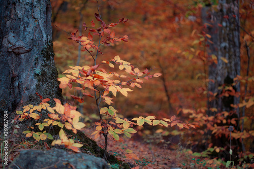 beautiful and color autumn forest