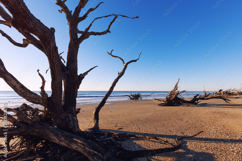 Botany Bay beach, Edisto Island, South Carolina, USA Botany Bay beach, Edisto Island, South Carolina, USA