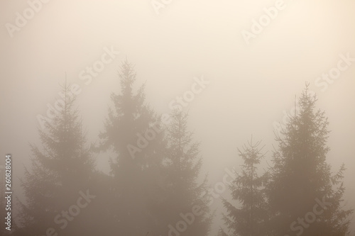 Fir forest silhouette over foggy mountain hills. Sunrise warm color toning.