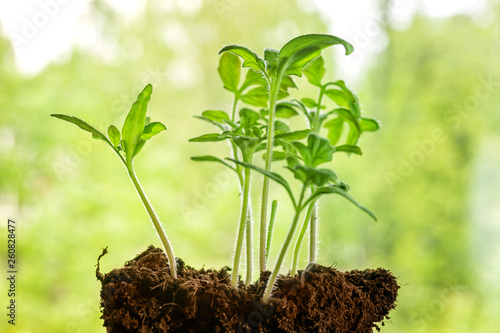 Small young seedlings agans...