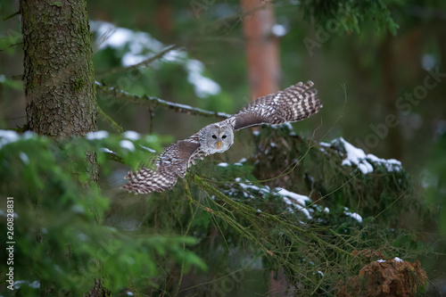 Tawny owl hunting and flying from coniferous tree photo