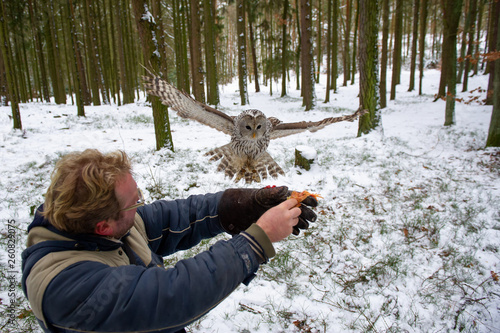 Tawny owl landing on falconers arm in the winter inside forest photo