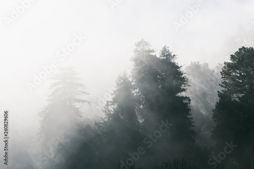 fog in the forest © Teddy