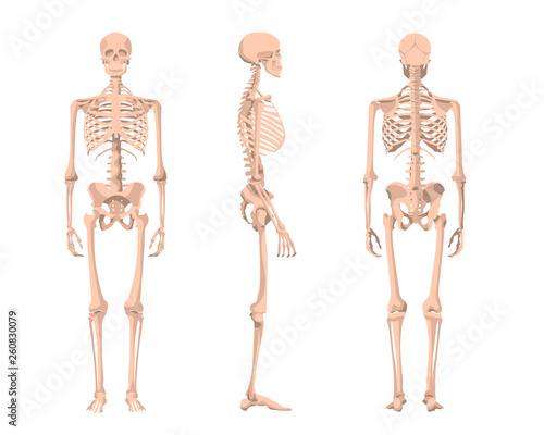 Pictures skeleton profile 