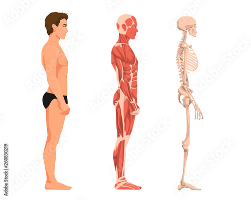 Vector illustration of man anatomy. Cartoon realistic people illustartion. Flat young man. Side view. Anatomy of male muscular system. Human skeleton