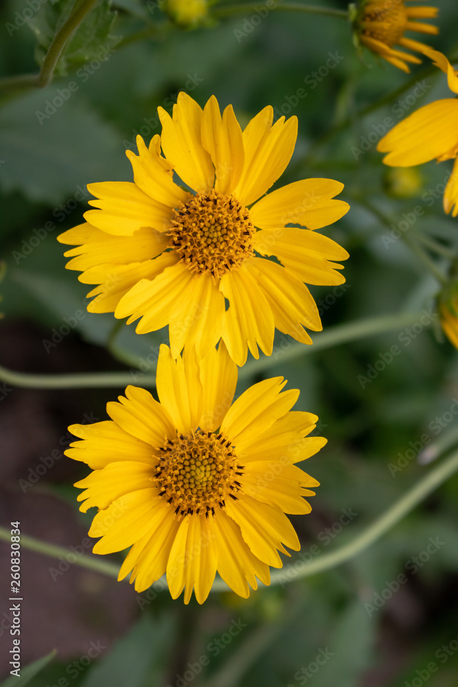 Wild Sunflower Twins Wild Sunflower Twins