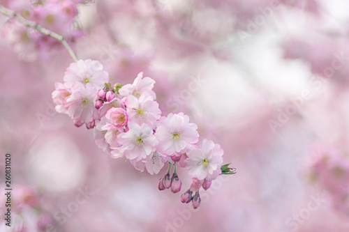 Zierkirsche, Blüten, romantisch, Hintergrund © Gisela