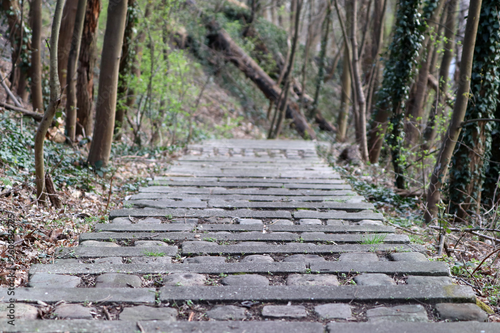 Des vieux pavés dans les bois Des vieux pavés dans les bois